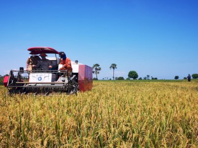 Harga Jagung Anjlok, Gubernur Sulsel: Ada Permainan di Tingkatan Pedagang