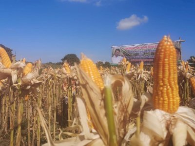 Panen Jagung di Bantaeng, Mentan SYL Amankan Stok dan Harga