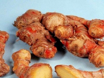 Hadapi Covid-19, Pemerintah Uji Klinis Jahe Merah, Jambu Biji, Minyak Kelapa, dan Pil Kina.