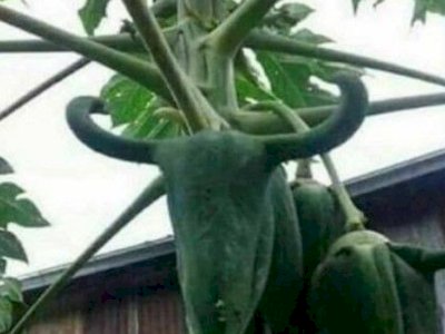 VIRAL! Pepaya Mirip Banteng, Warganet Sebut Ini Hasil Kolab PDIP dan PPP