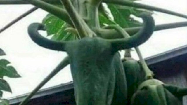 VIRAL! Pepaya Mirip Banteng, Warganet Sebut Ini Hasil Kolab PDIP dan PPP
