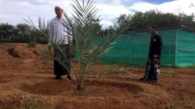 Tanam Kurma 480 Pohon, Petani Ini Untung Rp300 Juta Per Pohon