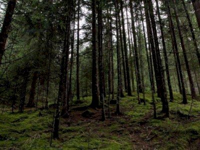 Kesaksian TKI Malaysia Nekat Mudik Berjalan Kaki Lintasi Hutan Belantara Selama Tiga Bulan.