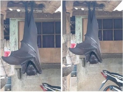 Geger Kelelawar Sebesar Manusia Gelantungan di Rumah Warga.