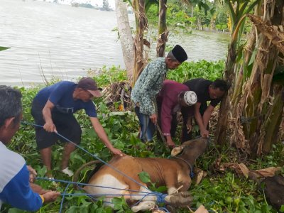 Masih Banjir, Warga Wette&#8217;e Wajo : Terima Kasih Pak Wagub Bantuan Sapi Kurbannya