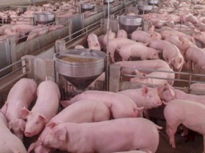 Dunia Bersiap Dengan Pandemi Baru, Virus Flu Babi G4 Telah Berevolusi di China.