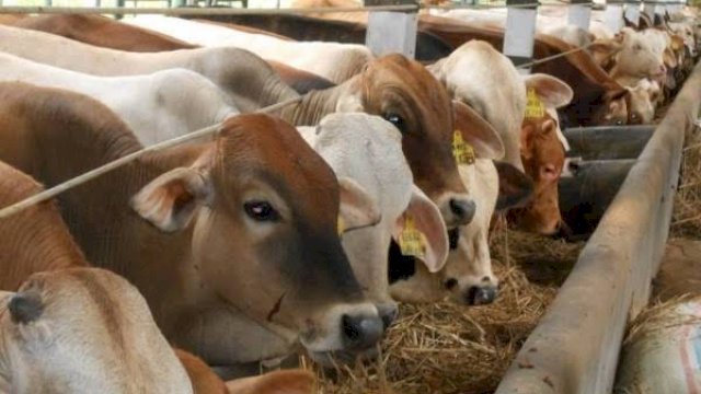 Golkar Sulsel Kurban 5 Sapi Untuk Fakir Miskin