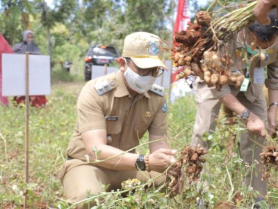 Panen Kacang Tanah di Bontotiro, Wabup Tomy : Variates Lokal Harus Bersaing Nasional