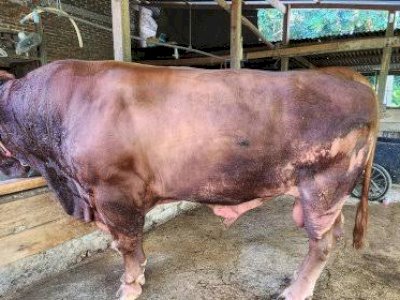 Presiden Jokowi Bakal Berkurban Sapi Limosin Seberat 1 Ton di Bone Sulsel