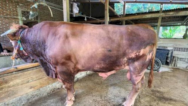 Presiden Jokowi Bakal Berkurban Sapi Limosin Seberat 1 Ton di Bone Sulsel