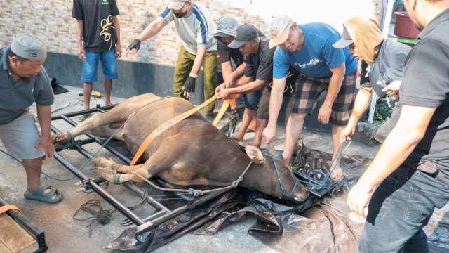 Masjid Al Ikhlas Prima Griya Sembelih 7 Ekor Sapi Qurban