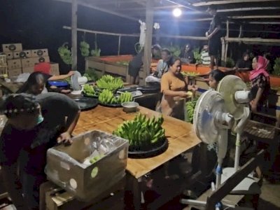 Pisang Cavendish dari Bone Tembus Pasar Korea Selatan