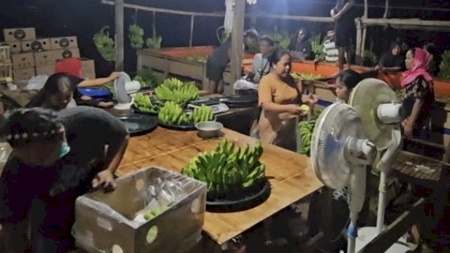 Pisang Cavendish dari Bone Tembus Pasar Korea Selatan