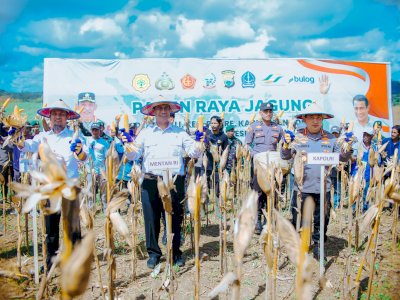Di Bone, Mentan Amran Sampaikan Kabar Gembira, Petani Jagung Dapat Dukungan 5 Triliun dari Presiden