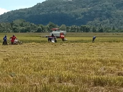 Daya Beli Petani Meningkat di Agustus 2025, BPS Beberkan Buktinya!