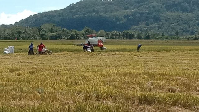 para petani di subsektor tanaman pangan serta tanaman perkebunan rakyat.(foto istimewa)
