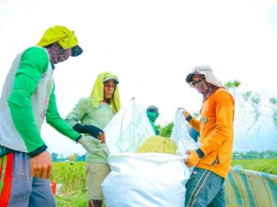 Proyeksi Produksi Tahun Depan Meningkat, Pemerintah Optimalkan Serapan Beras Awal Tahun 2026