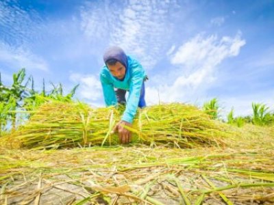 NTP Cetak Rekor Tahun 2025, Tembus 125,35