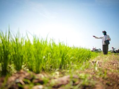 Swasembada Pangan, Jalan Menuju Kebangkitan Pertanian Indonesia