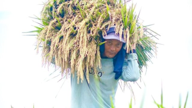 BPS Rilis Angka Tetap Produksi Beras 2025 Capai 34,69 Juta Ton, Naik 13,29 Persen