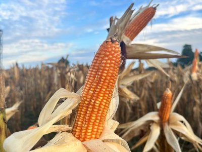 Kementan Dorong Penyediaan Jagung Pangan untuk Industri