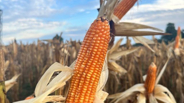 Kementan Dorong Penyediaan Jagung Pangan untuk Industri