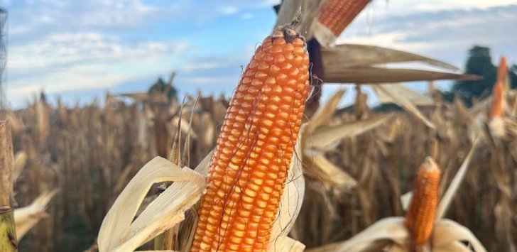 Kementan Dorong Penyediaan Jagung Pangan untuk Industri