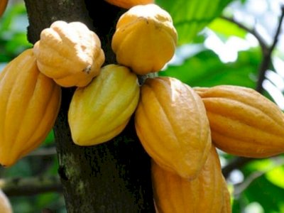 Kakao: &lsquo;Makanan Para Dewa&rsquo;, Baik untuk Jantung dan Fungsi Otak