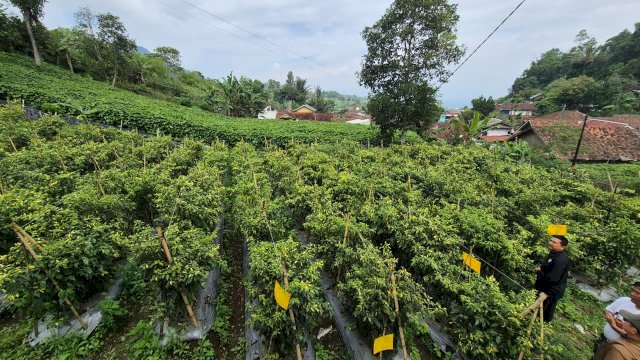 Kementan Pastikan Stok Cabai Aman dan Surplus Hadapi Ramadan dan Idulfitri 1447 H