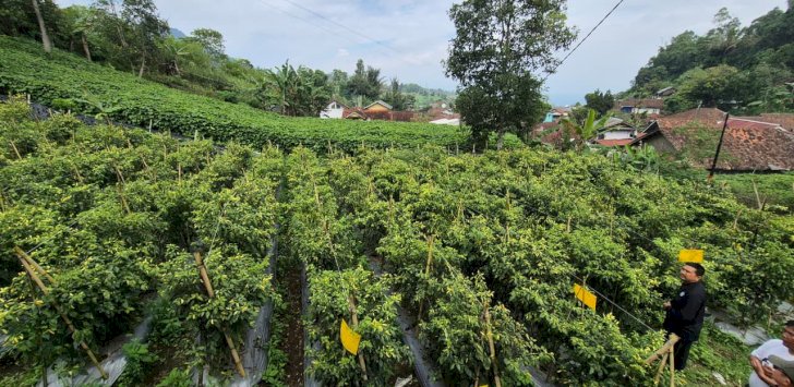 Kementan Pastikan Stok Cabai Aman dan Surplus Hadapi Ramadan dan Idulfitri 1447 H