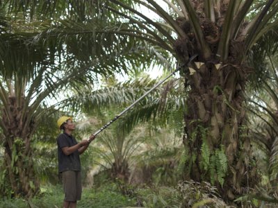 Genjot Hilirisasi, Sawit Jadi &lsquo;Miracle Crop&rsquo; Andalan RI di Pasar Global
