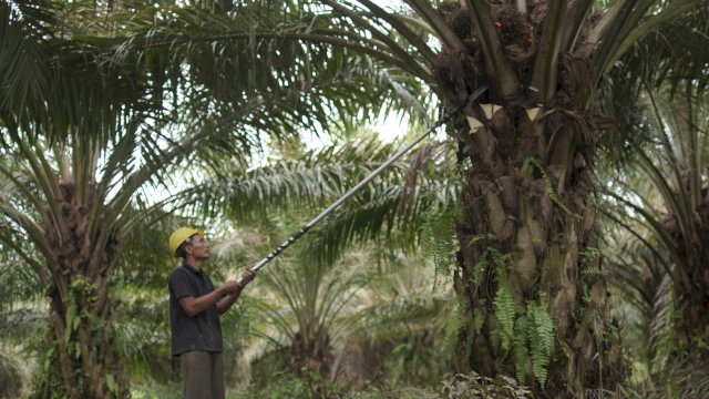 Perkebunan sawit miracle group