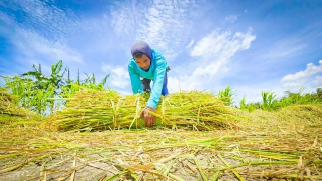 Produksi Beras Januari 2026 Capai 1,75 Juta Ton, Naik 38,56 Persen