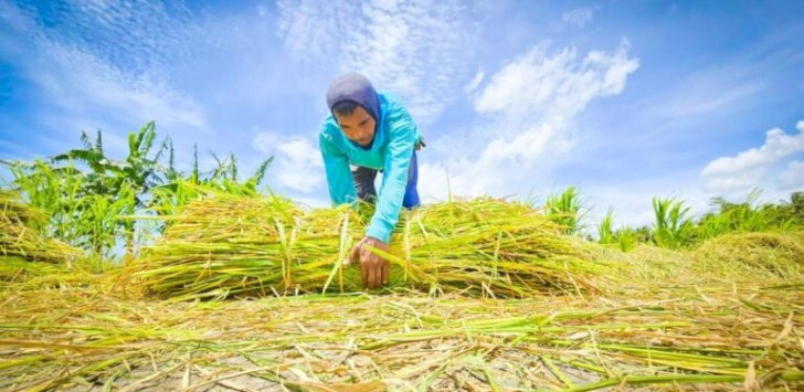 Produksi Beras Januari 2026 Capai 1,75 Juta Ton, Naik 38,56 Persen