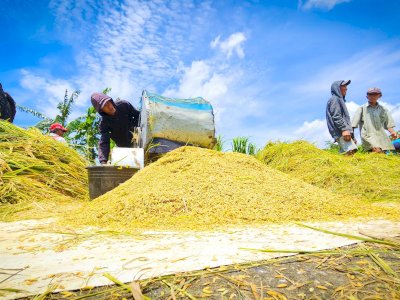 Mentan Amran Rapat Hari Minggu Antisipasi Kekeringan dan Ketegangan Geopolitik