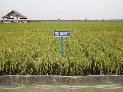 Hadapi Kemarau Lebih Awal, Kementan Dorong Pemanfaatan Varietas Padi Adaptif