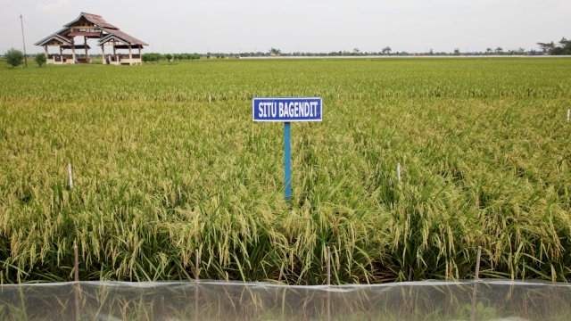 Hadapi Kemarau Lebih Awal, Kementan Dorong Pemanfaatan Varietas Padi Adaptif