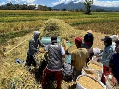 Target 700 Ribu Ton Beras di Sulselbar, Bulog Sudah Serap 25% dan Menunggu Panen Raya Akhir