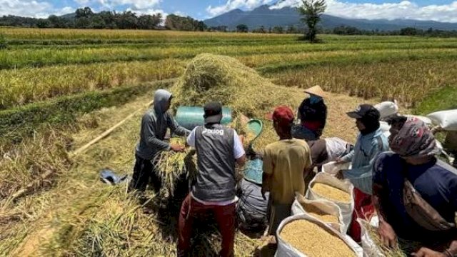 Target 700 Ribu Ton Beras di Sulselbar, Bulog Sudah Serap 25% dan Menunggu Panen Raya Akhir