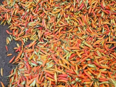 Stok Cukup, Harga Stabil, Lebaran 2026/1447 H Dilalui dengan Kemenangan untuk Semua