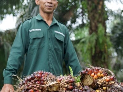 Kementan Pastikan Produksi CPO 2026 Aman untuk Pasokan Minyak Goreng Jelang Idulfitri 1447 H