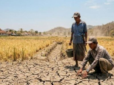 Stok Pangan Dipastikan Aman, Mentan Amran Antisipasi Ancaman El Nino di Bulan April