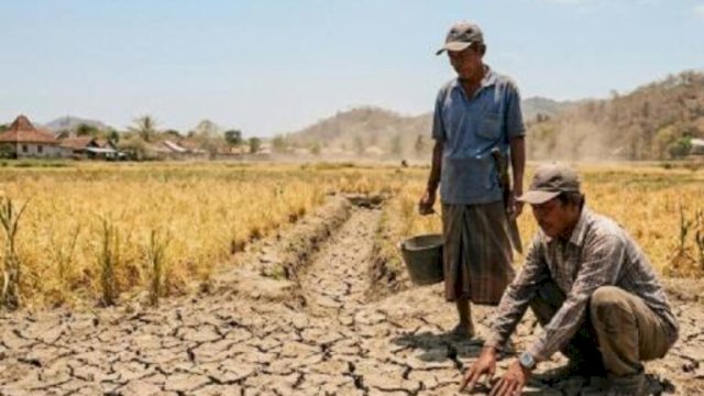 Stok Pangan Dipastikan Aman, Mentan Amran Antisipasi Ancaman El Nino di Bulan April