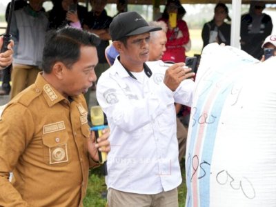 Di Bawah Kepemimpinan Syaharuddin&ndash;Nur Kanaah, Pertanian Sidrap Tunjukkan Hasil Nyata