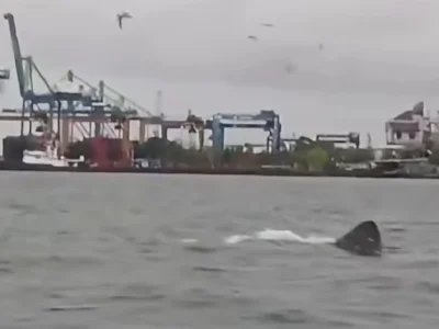 Heboh! Sejumlah Hiu Penjemur Muncul di Perairan Makassar, Diduga Sedang Bermigrasi