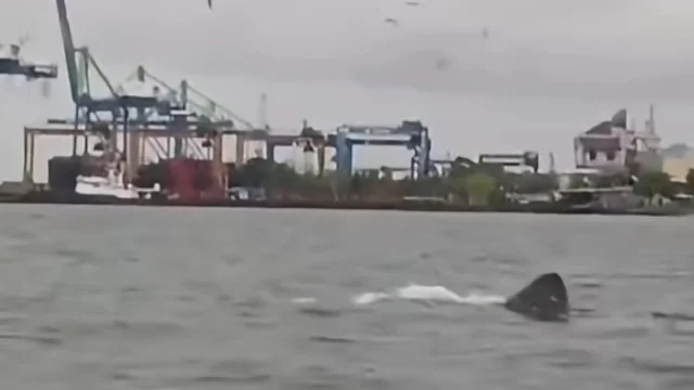 Heboh! Sejumlah Hiu Penjemur Muncul di Perairan Makassar, Diduga Sedang Bermigrasi