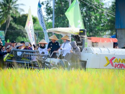 Panen Raya Pinrang Capai 6,8 Ton per Hektare, Perkuat Peran Sulsel sebagai Lumbung Pangan