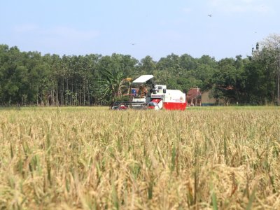 Panen Lebih Awal di Kuningan Jadi Penyangga Pasokan Beras di Tengah Antisipasi El Nino