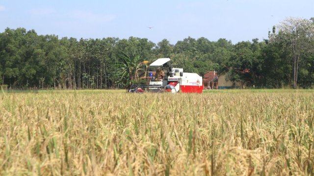 Panen Lebih Awal di Kuningan Jadi Penyangga Pasokan Beras di Tengah Antisipasi El Nino