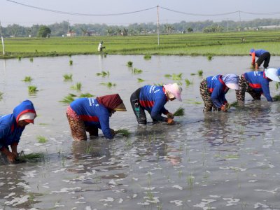 Hadapi Kemarau, Kementan Pacu Tanam Serentak di 38 Daerah se-Jawa Timur